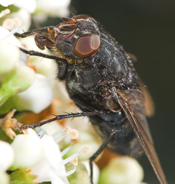 Calliphora vomitoria